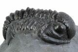 Curled Proetid (Gerastos) Trilobite Fossil - Morocco #377278-1